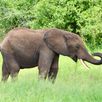 Singlereizen Tanzania olifanten spotten